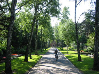 Allee im Sommer mit grüem Blätterdach