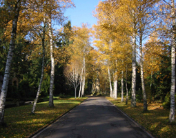 Allee im Herbst mit buntem Blätterdach