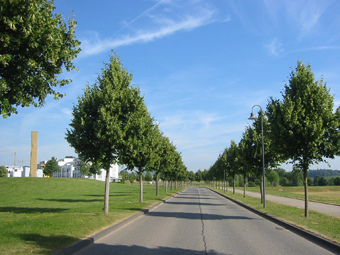 Allee mit grüem Blätterdach