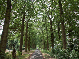 Allee mit grüem Blätterdach