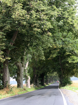 Allee mit grüem Blätterdach