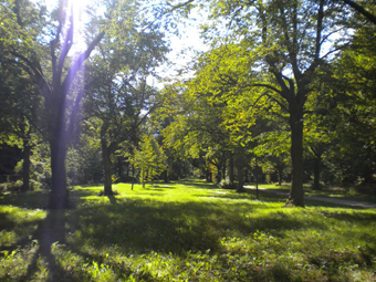 Lindenallee mit grüem Blätterdach