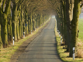 Lindenallee im Frühherbst