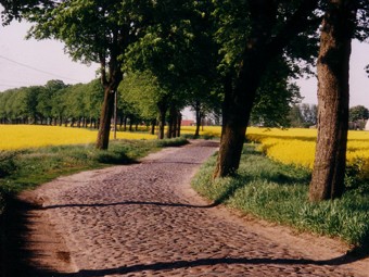 Lindenallee im Sommer