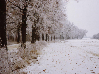 Eichenallee im Winter. Schnee bedeckt die B¨ume