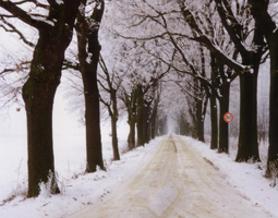 Eichenallee im Winter. Schnee bedeckt die B¨ume