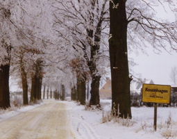 Eichenallee im Winter. Schnee bedeckt die B¨ume