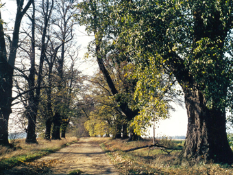 Lindenallee im Sommer