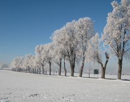 Lindenallee im Wimter mit Schnee