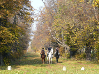 Alte Linden im Herbst, davor drei Reiter auf ihren Pferden.