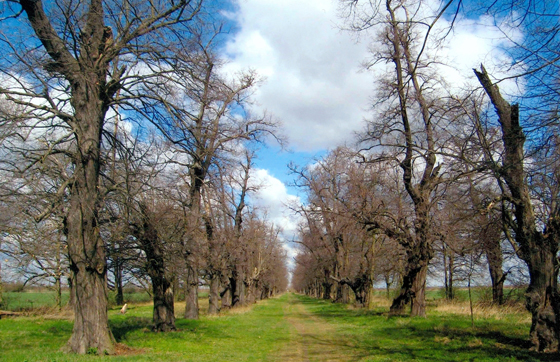 Lindenallee im ehemaligen Schlosspark Eythra