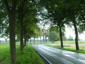 Lindenallee im Sommer. Im Vordergrund nasse Asphaltstraße