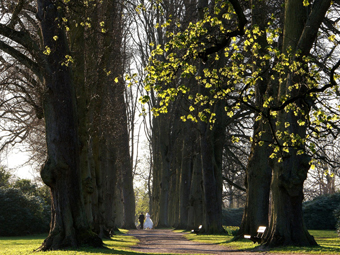 Lindennallee im Früling. Man sieht ein Brautpaar durch die Allee laufen.