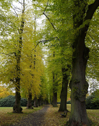 Lindennallee im Herbst