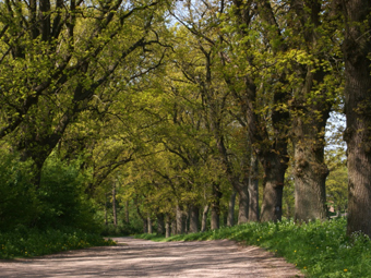 Eichenallee im Sommer