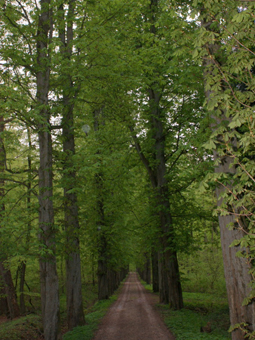 Kastanienallee im Sommer