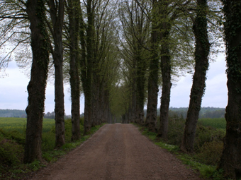 Lindenallee im Frhling